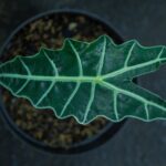 alocasia polly