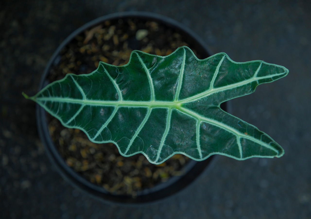 alocasia polly