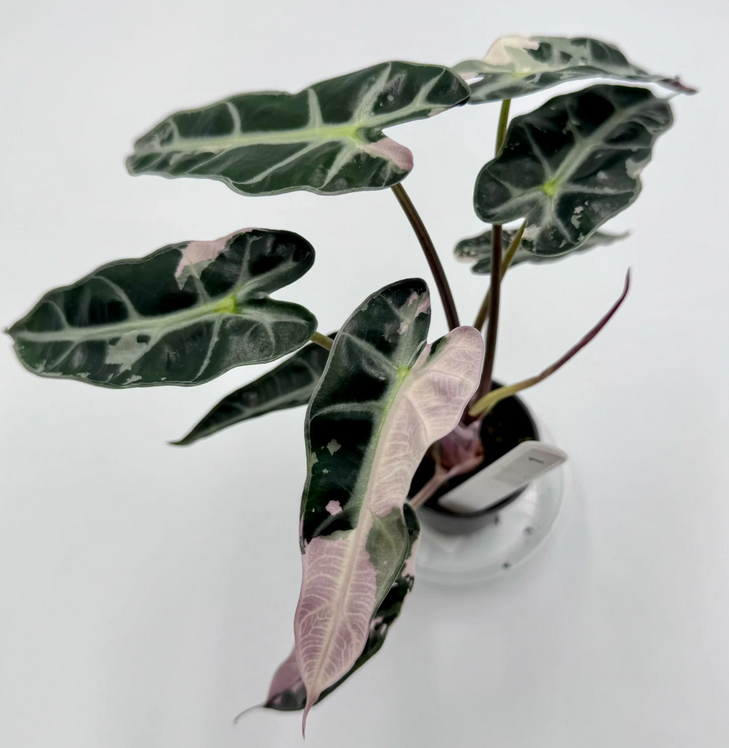 Alocasia Bambino Pink Variegata
