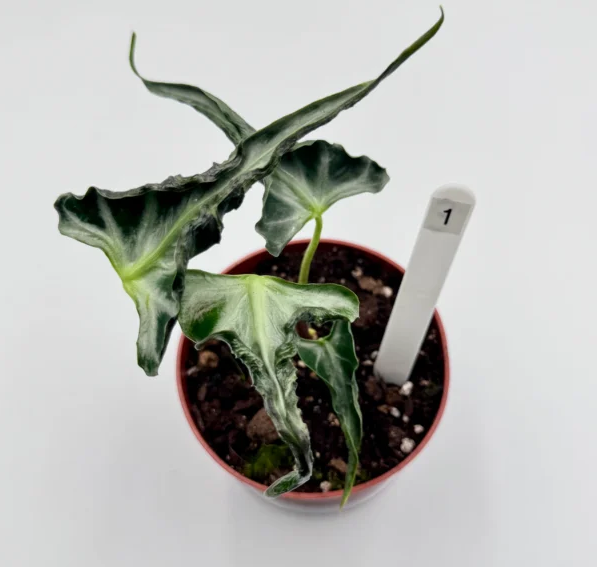 Alocasia Loco
