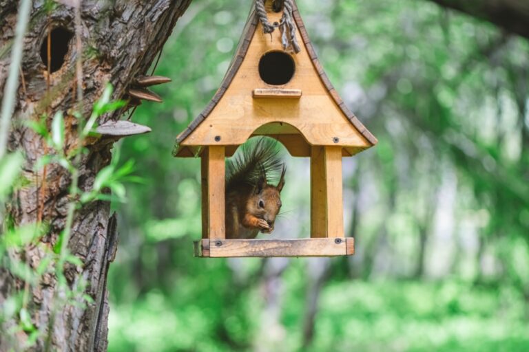 Dlaczego warto wybrać drewniane karmniki zamiast plastikowych?