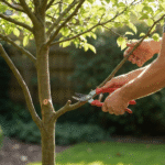 Dlaczego przycinanie drzew jest ważne dla ich zdrowia i bezpieczeństwa?